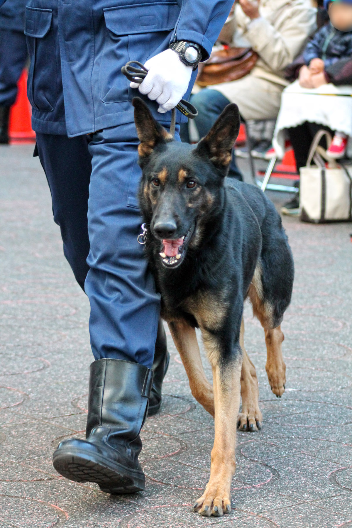 警察犬 警備犬 訓練展示 ポリスミュージアム特別展で見られた ハンドラーとの絆 Military News Network