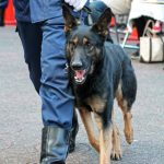 警察犬・警備犬 訓練展示 　- ポリスミュージアム特別展で見られた、ハンドラーとの絆 –